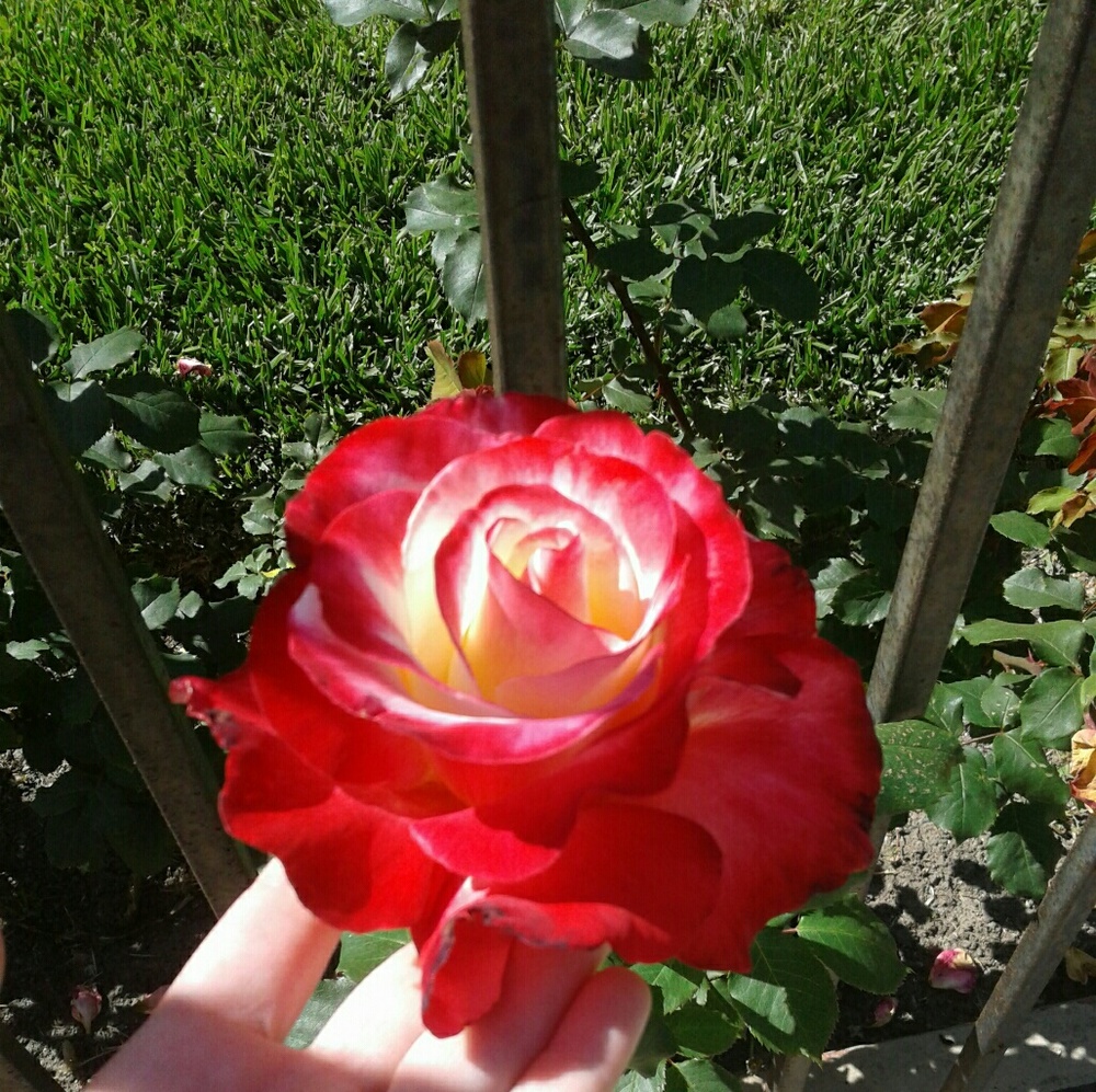 Meet your Posher, Sedona